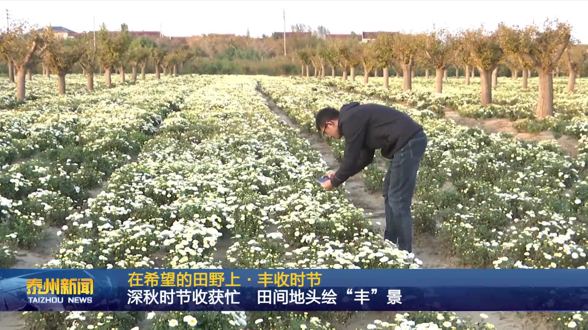 在希望的田野上·丰收时节  深秋时节收获忙 田间地头绘“丰”景